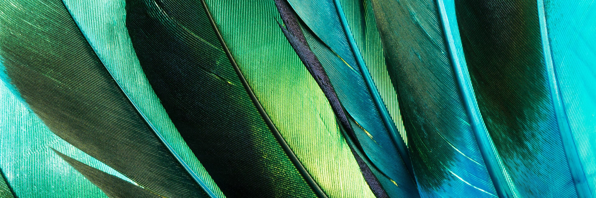 poultry defeathering